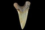 Serrated, Fossil Auriculatus Tooth - North Carolina #173781-1
